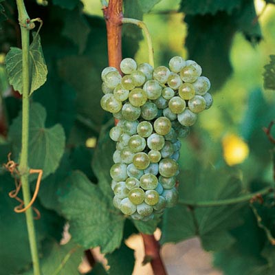 Uva blanca Albariño