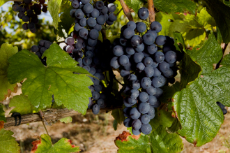 Albarello (Brancellao)