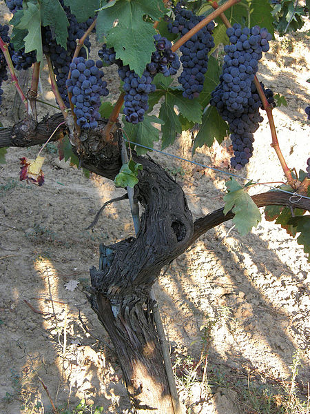 Tempranillo