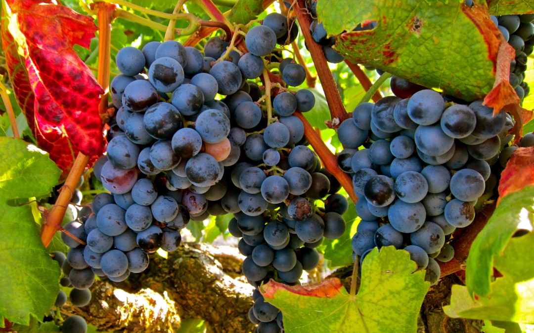 Uva tinta Garnacha Tintorera