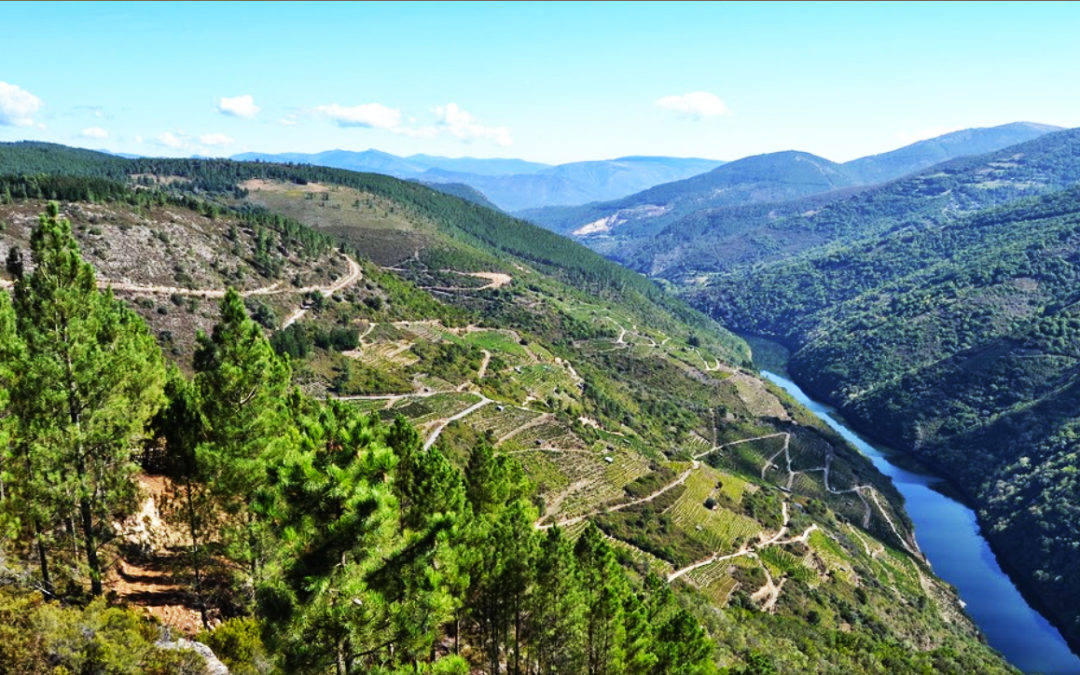 El Carbono 14 data en el siglo X los bancales más antiguos de la Ribeira Sacra