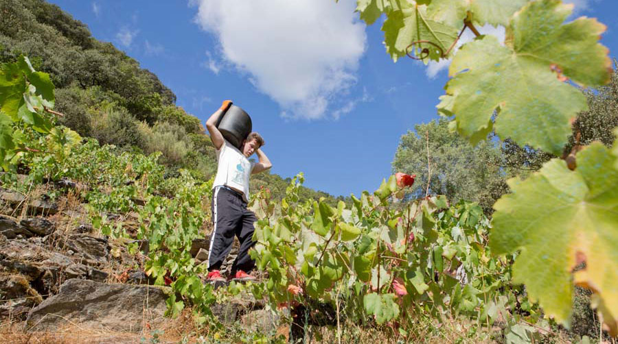 La vendimia en la Ribeira Sacra comienza oficialmente el 16 de septiembre