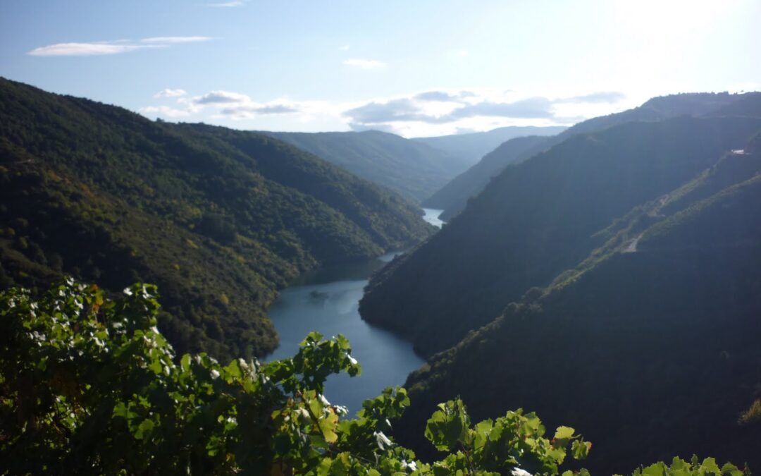 Catas online en la Ribeira Sacra